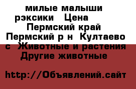 милые малыши  рэксики › Цена ­ 400 - Пермский край, Пермский р-н, Култаево с. Животные и растения » Другие животные   